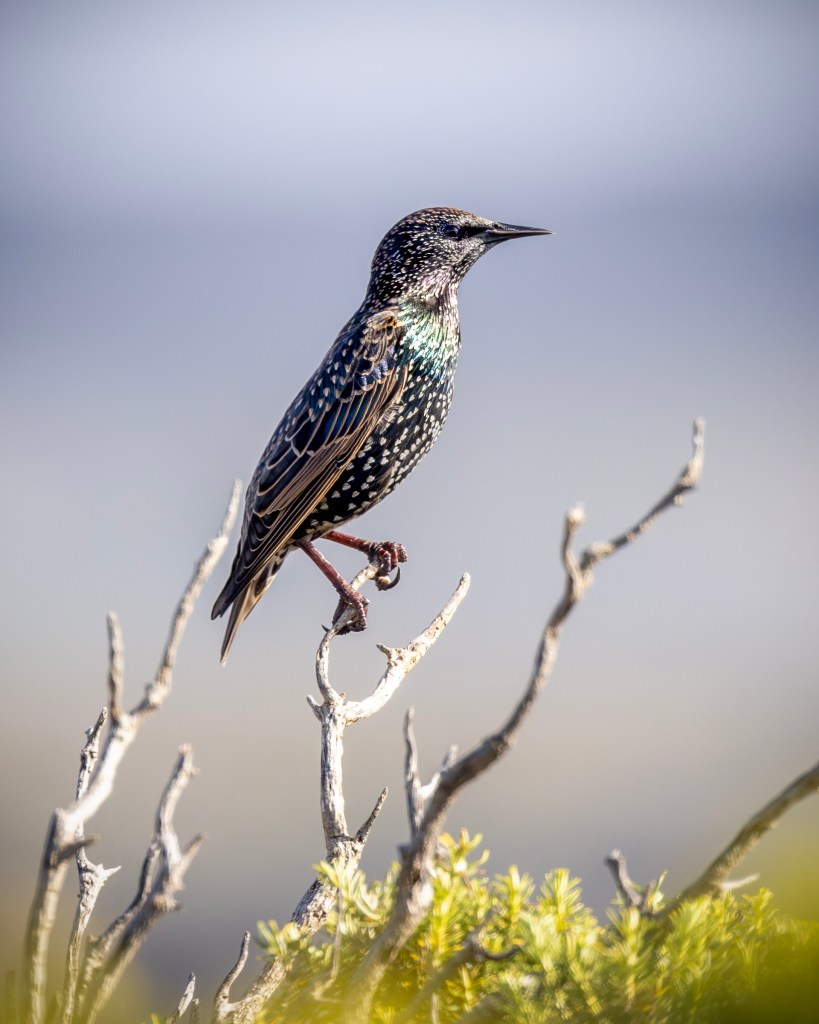 A European starling perches atop a twig, its iridescent feathers shimmering with blues and greens, dotted with white spots. The bird is set against a blurred background of muted greens and blues.