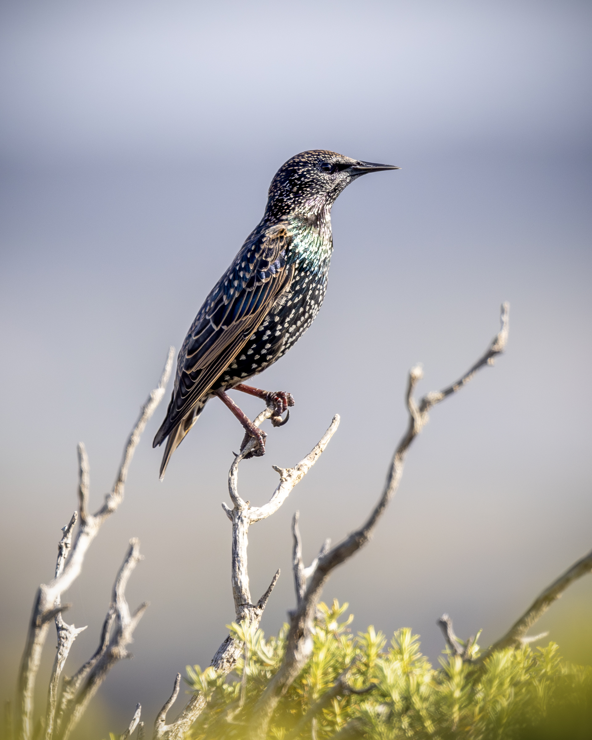 A European starling perches atop a twig, its iridescent feathers shimmering with blues and greens, dotted with white spots. The bird is set against a blurred background of muted greens and blues.