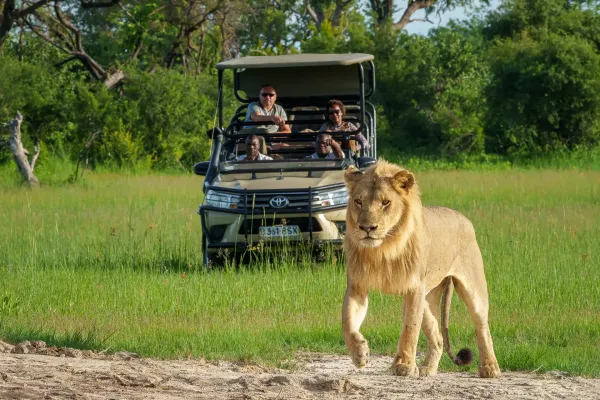 Majestic male lion with a golden mane walks towards the camera on a dirt path during an Okavango Delta safari, with a safari vehicle and tourists in the blurred background.