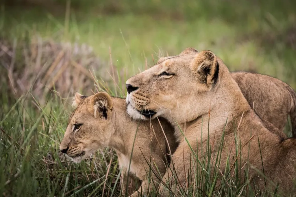 Two lions, an adult and a cub, rest in the tall green grass of the Okavango Delta, a serene scene perfect for Okavango Delta safaris.