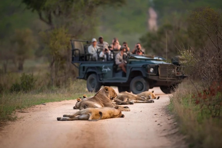 A pride of lions rests on a dirt road during an african safari, with a safari vehicle full of tourists in the background.