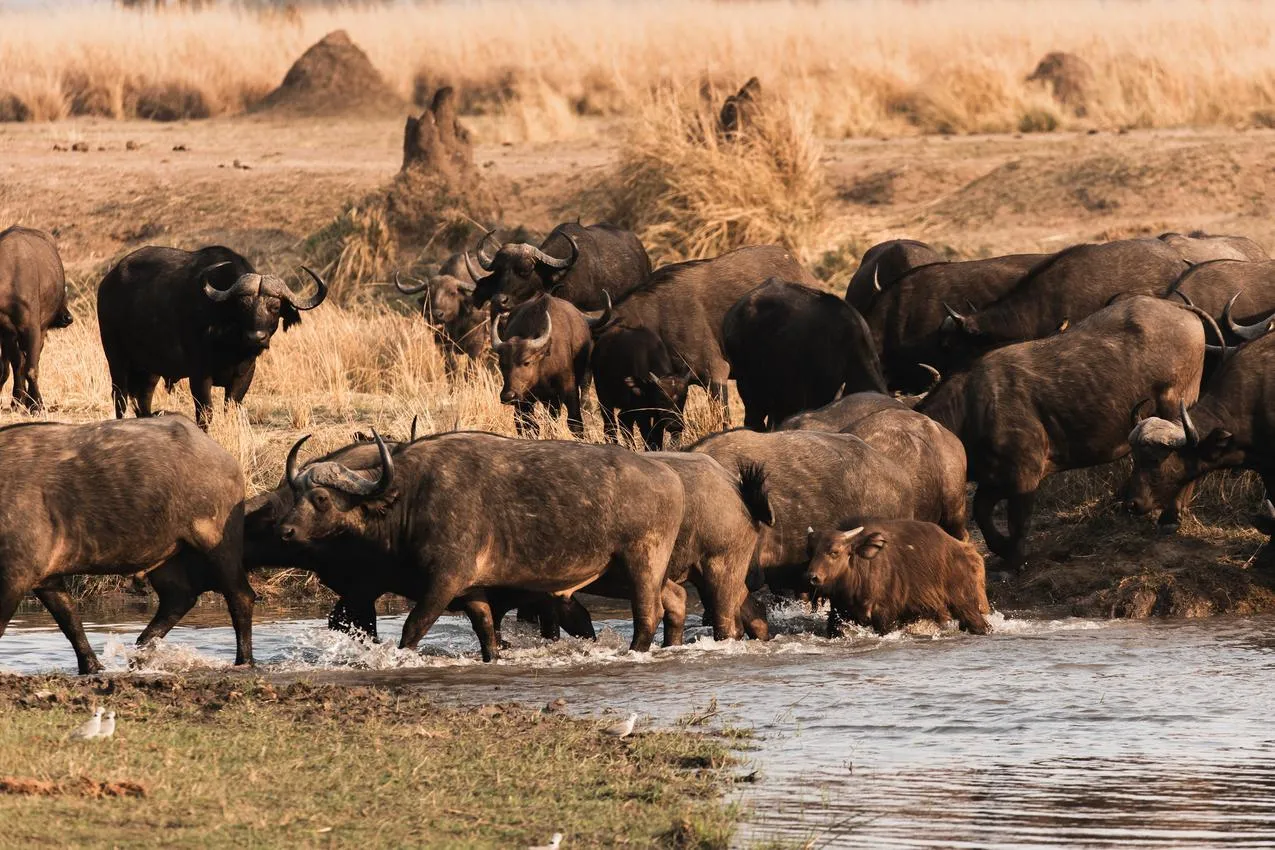 A herd of African buffalos wading through a shallow river in Mana Pools National Park, Zimbabwe, during a safari.