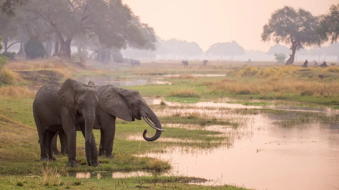 Two elephants stand by a tranquil river at Mana Pools, Zimbabwe, during a misty sunrise, hinting at the magic of Mana Pools safaris.