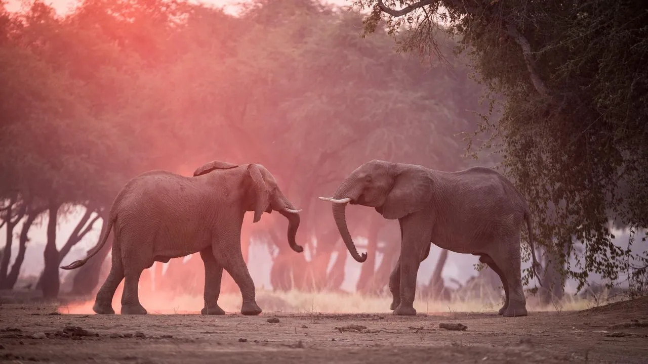 Two elephants face each other in the dusty, golden light of a Mana Pools safari, with trees silhouetted against a rosy sky.