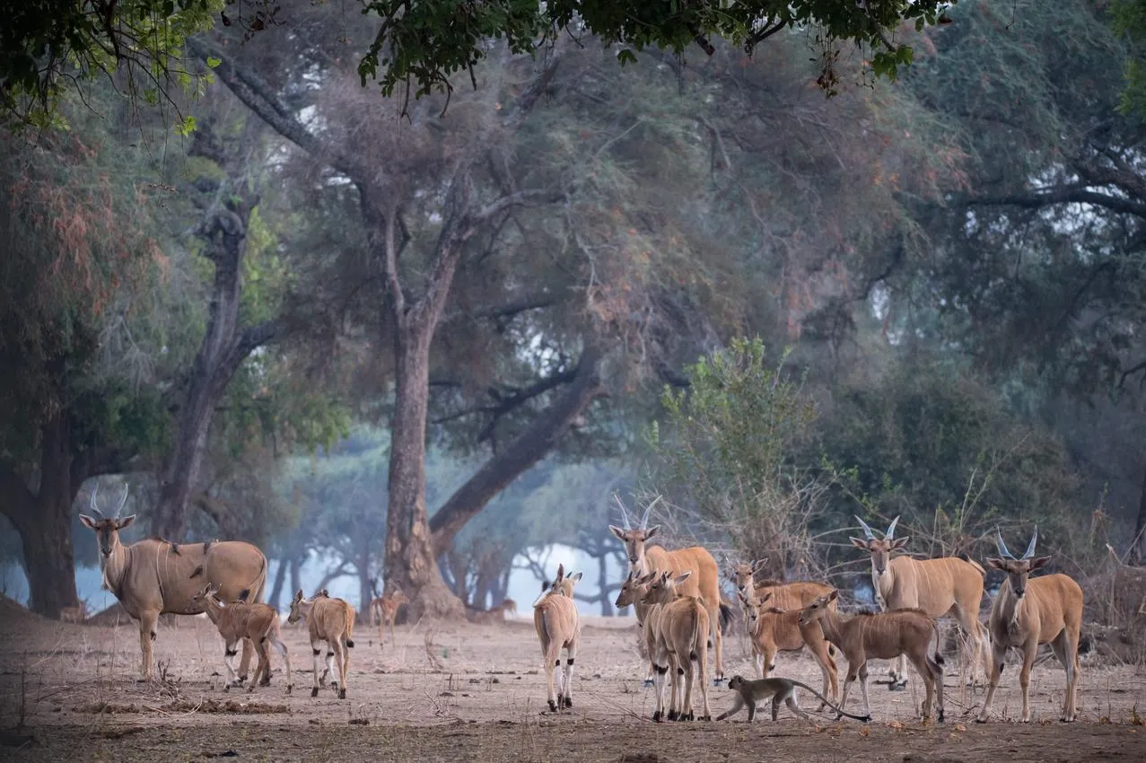 Herd of eland and impala grazing in a misty forest clearing during a Mana Pools safari, with large trees and lush foliage.