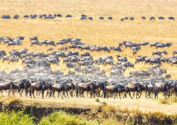 Wildebeest and zebra herds moving across the southern Serengeti plains