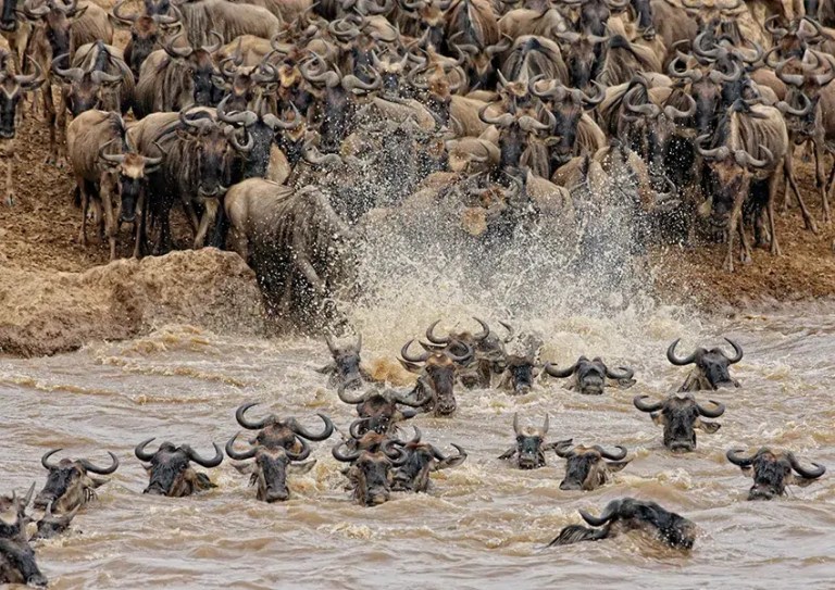 Wildebeest descending a dusty riverbank during a Great Migration crossing