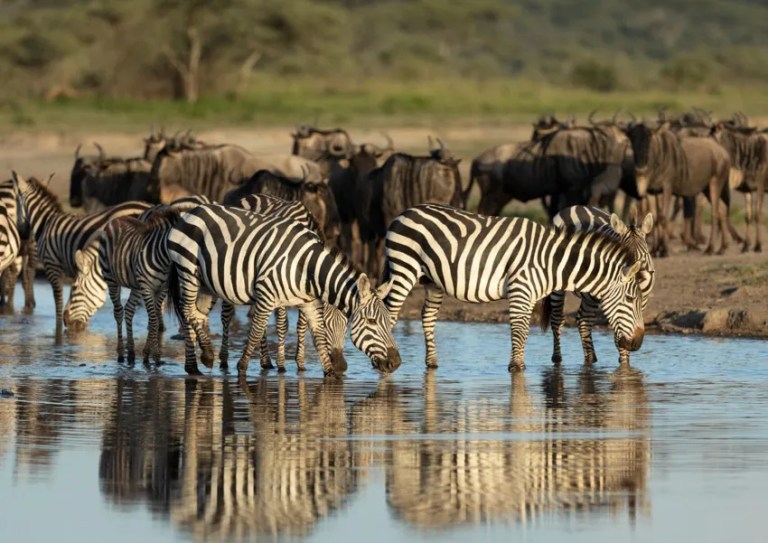 Zebra and wildebeest drinking at the river in the Serengeti-Mara ecosystem