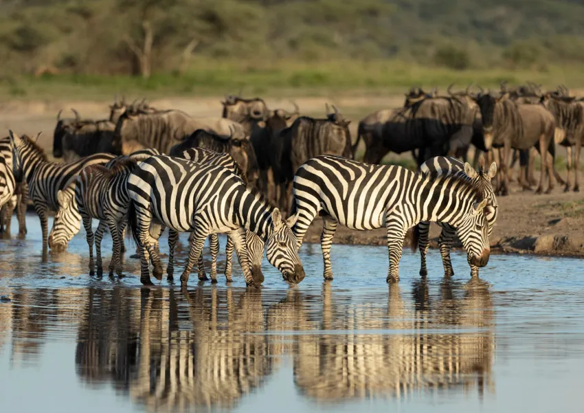 Zebra and wildebeest drinking at the river in the Serengeti-Mara ecosystem