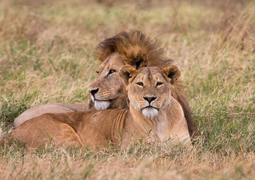 Male and female lions resting in the grass during a luxury Serengeti safari