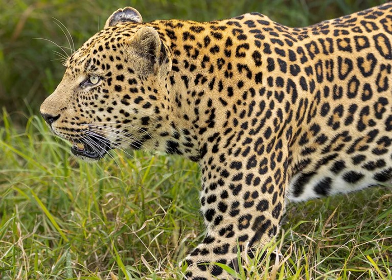 A leopard with distinctive spotted fur walks through tall green grass, its intense gaze fixed forward. This majestic African safari animal is captured in profile.
