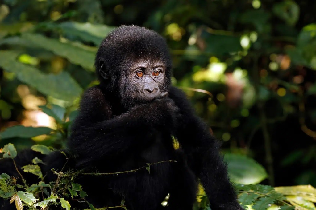 A young mountain gorilla with dark fur and expressive eyes sits in a lush green jungle, its hand near its mouth, a common sight on a Uganda safari.