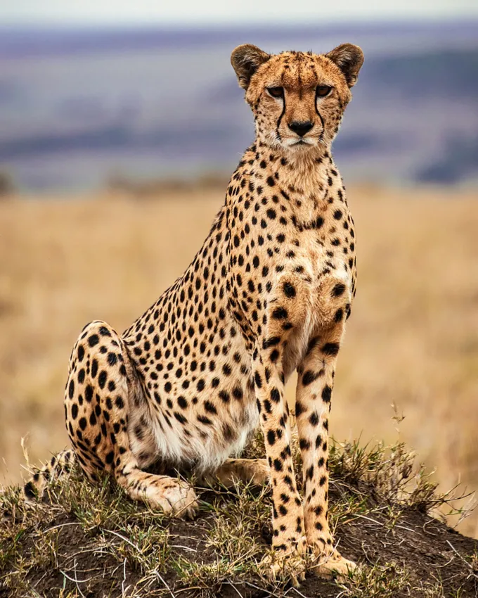 A majestic cheetah sits regally on a grassy mound in the African savanna, its spotted coat blending with the dry, golden landscape under a hazy sky.