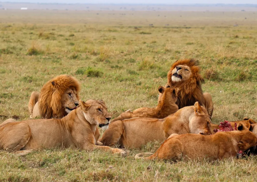 A pride of lions, including a male with a magnificent mane, rests and feeds on a kill in the grassy plains of the African savanna.
