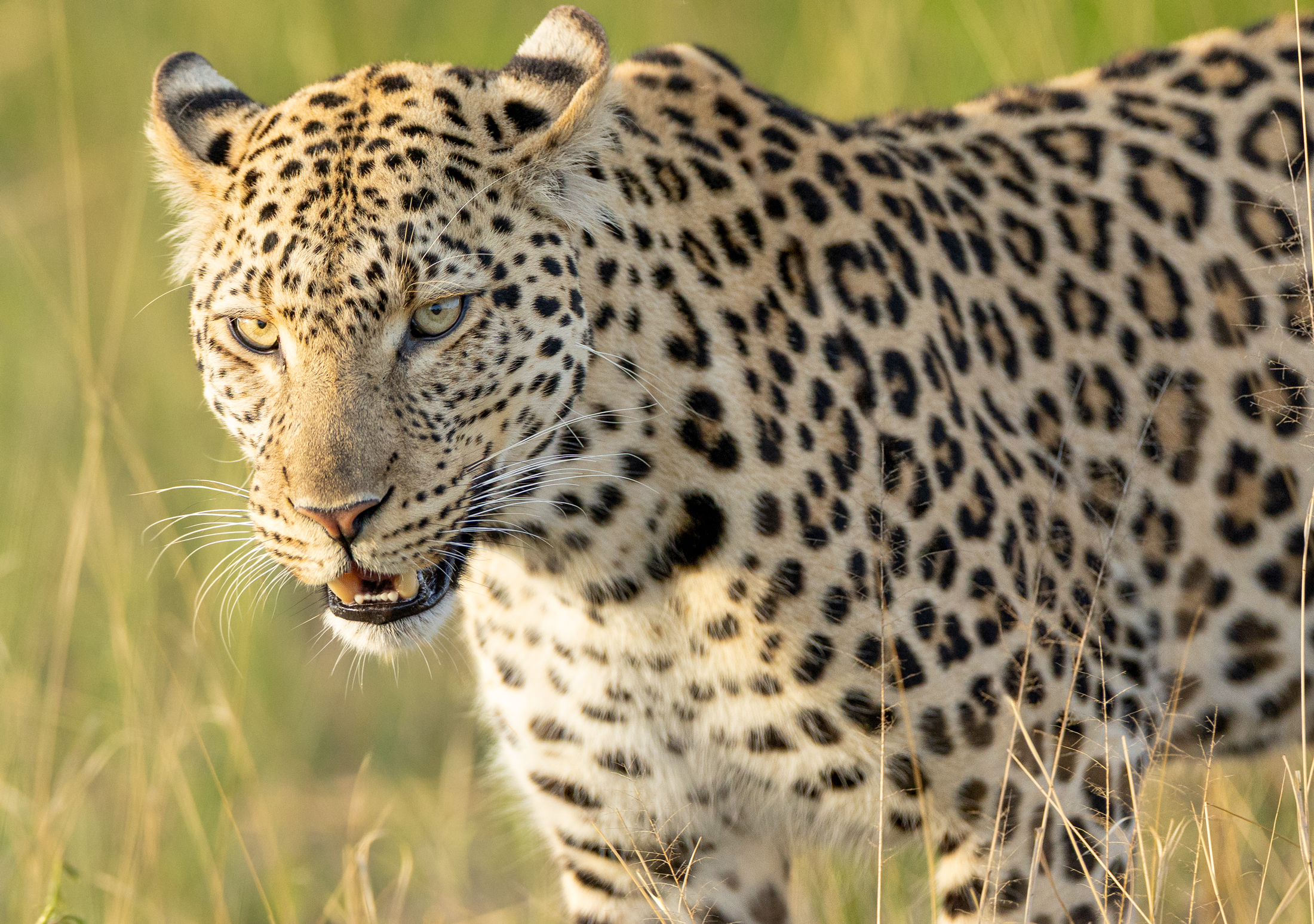 Close-up of a magnificent leopard in Kruger National Park, its spotted coat detailed against a blurred golden savanna background. The leopard's intense gaze and open mouth suggest a moment of alert stillness.