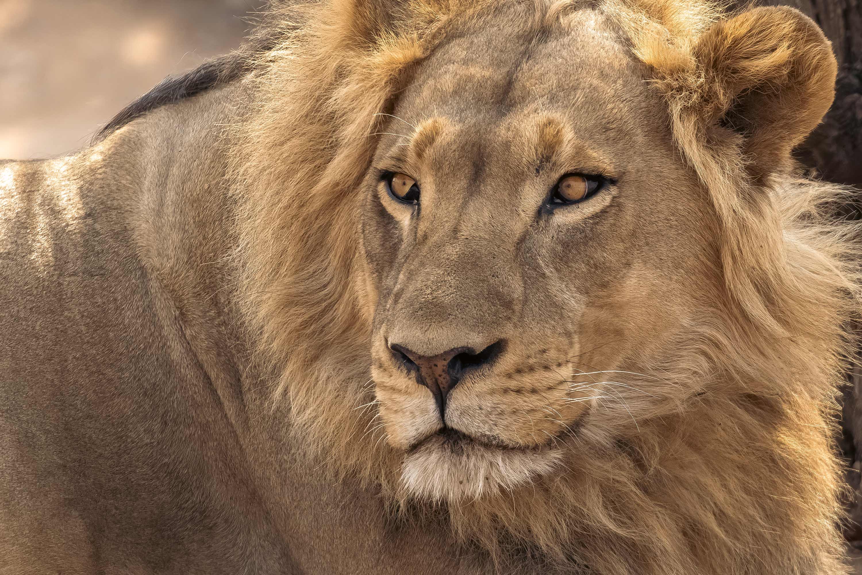 Close-up portrait of a majestic male lion with a golden mane, its amber eyes gazing intently to the side, set against a softly blurred natural background, evoking the wild beauty of Kruger National Park.