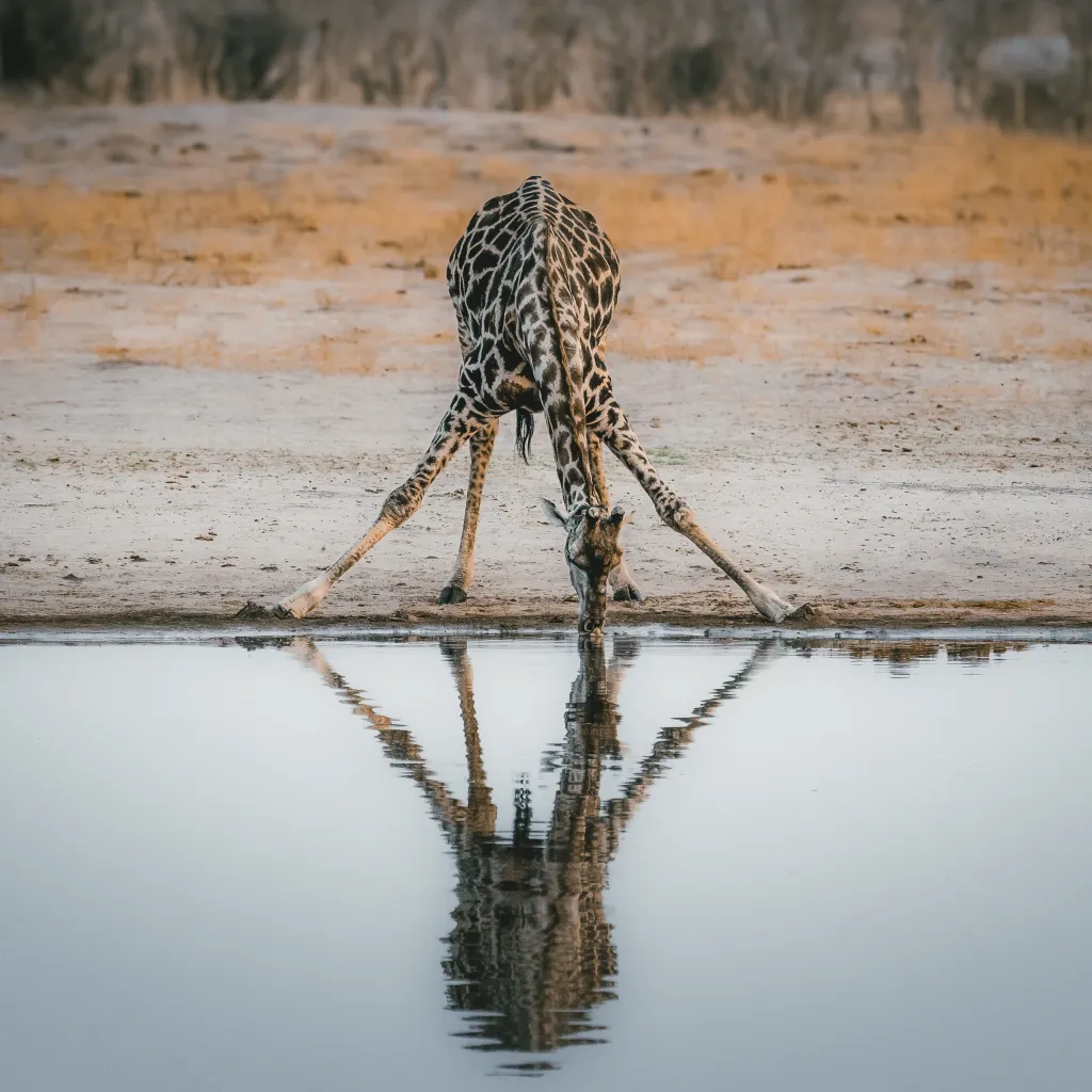 A giraffe bends low to drink from a waterhole in Kruger, its patterned coat reflected in the still water. The dry, sandy landscape of the savanna is visible in the background.