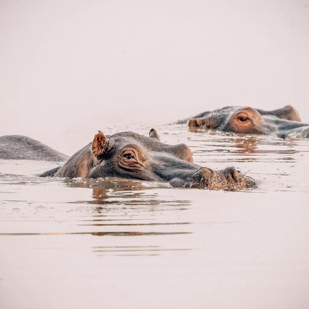 Two hippos emerge from the calm, pale water in Kruger National Park, their eyes and nostrils visible above the surface.
