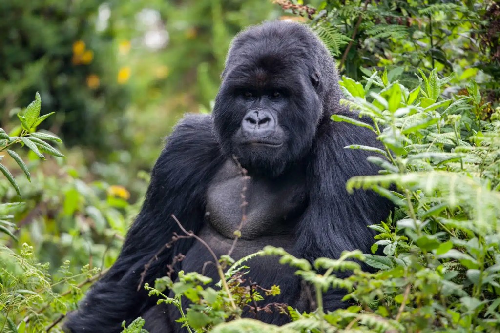 A powerful silverback mountain gorilla sits amidst lush green foliage in Uganda, a majestic sight on a safari.