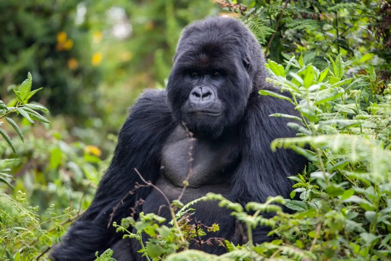 A powerful silverback mountain gorilla sits amidst lush green foliage in Uganda, a majestic sight on a safari.