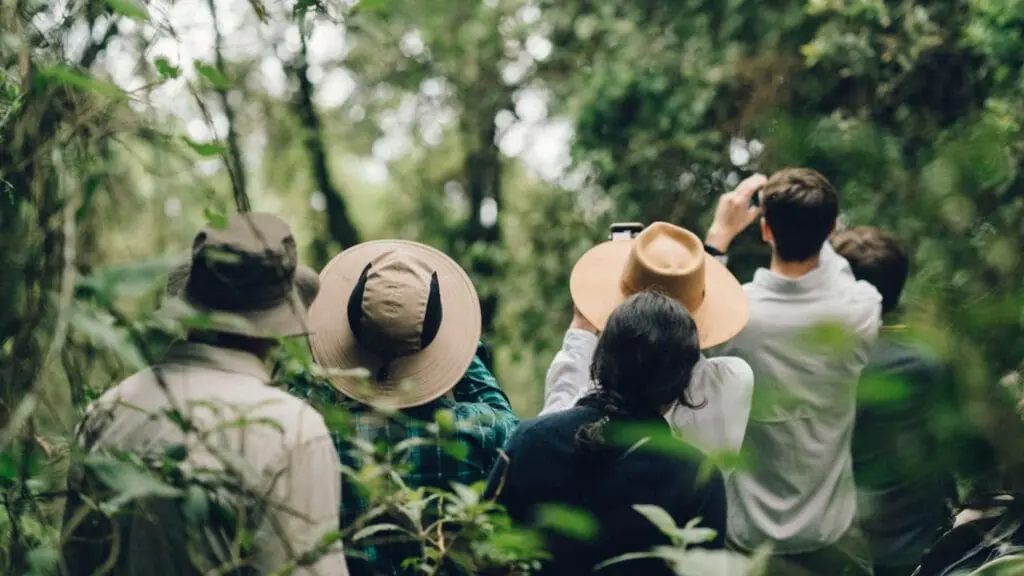 A group of tourists on a Uganda safari, wearing hats, observe wildlife in a lush green forest.