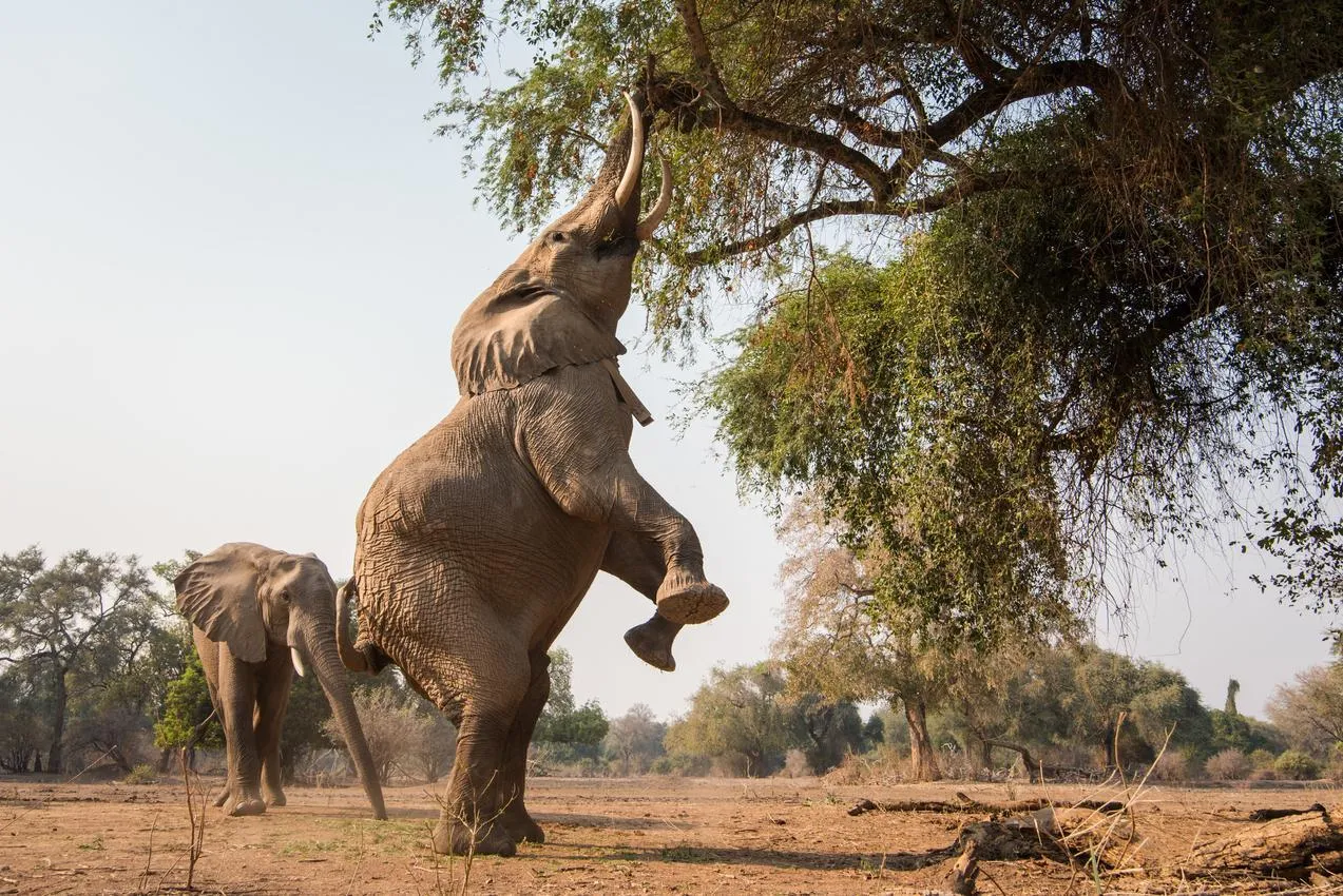 An African elephant stands on its hind legs, reaching its trunk high into a tree's branches for leaves, while another elephant walks in the background. This scene captures the feeding behavior of elephants in their natural savanna habitat.