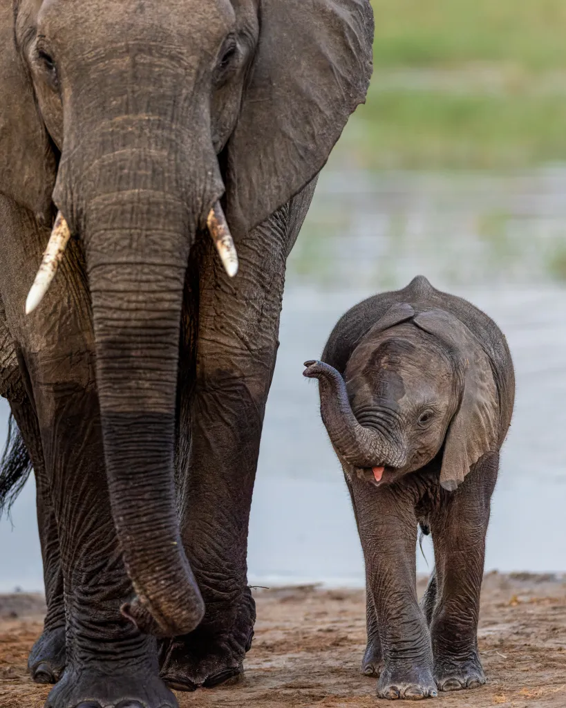 A large African elephant stands protectively next to a playful baby elephant, its trunk curled playfully as it sticks out its tongue. The Madikwe savanna provides a natural backdrop for this heartwarming wildlife scene.