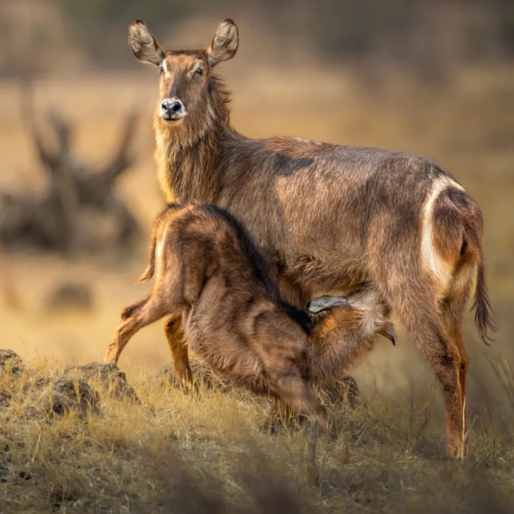 A mother waterbuck nurses her calf in the warm, golden light of Kruger National Park. The calf is nestled against the doe, drinking milk, with dry grass and shrubs in the background.